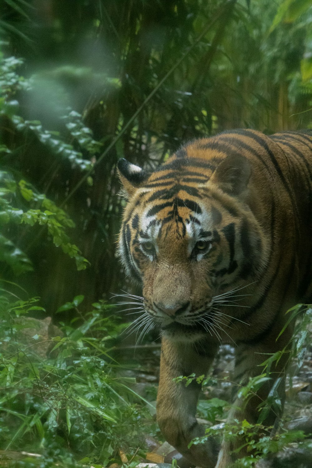 a tiger walking through a lush green forest