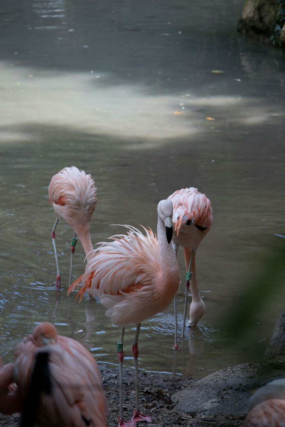 a group of flamingos standing in a body of water