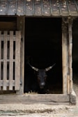 Buffaloes resting comfortably in a clean, spacious barn with sunlight streaming in.