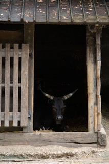 Rustic wooden barn with water buffalo resting inside during sunset.