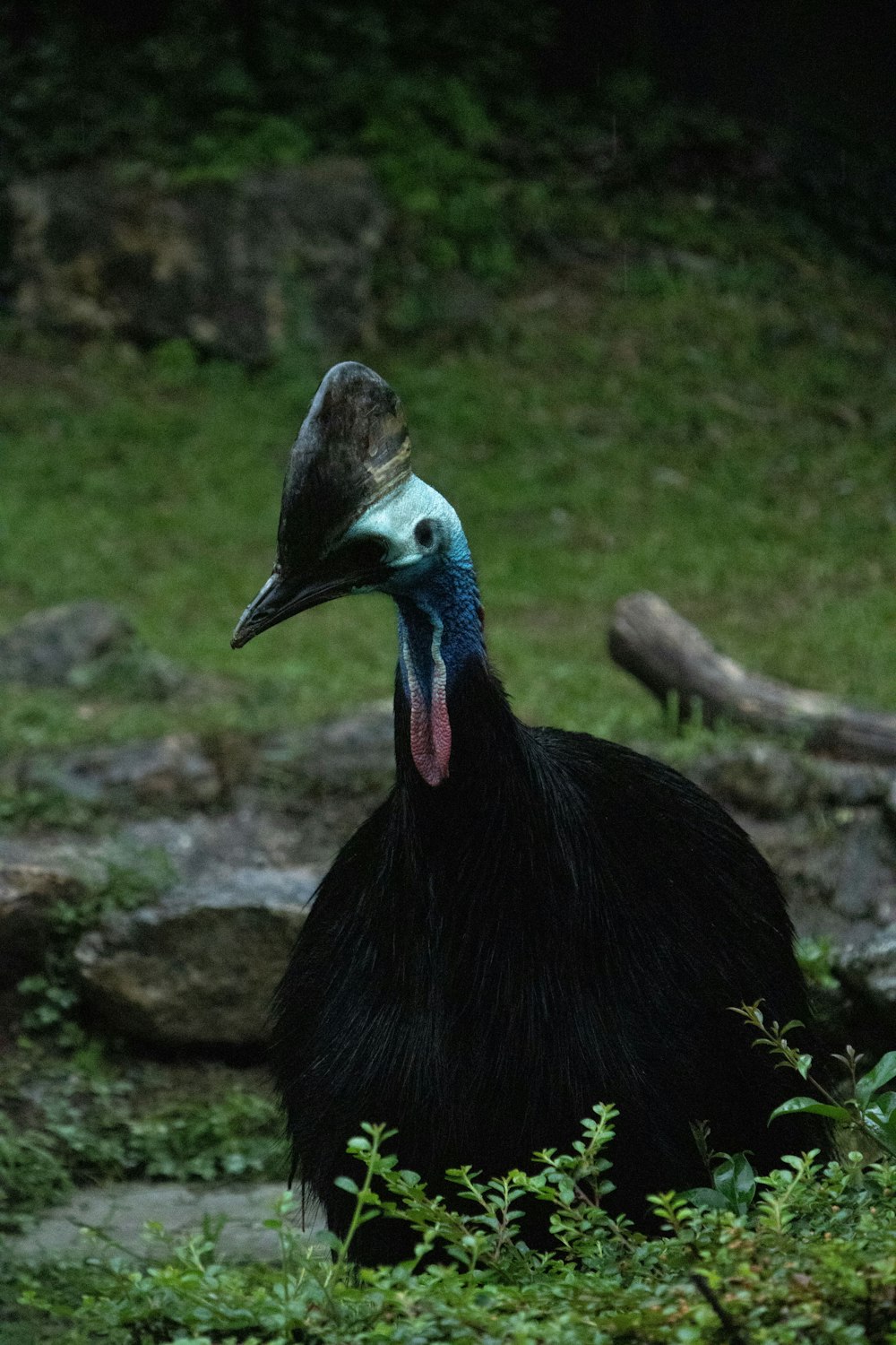 a large bird with a long neck standing in the grass