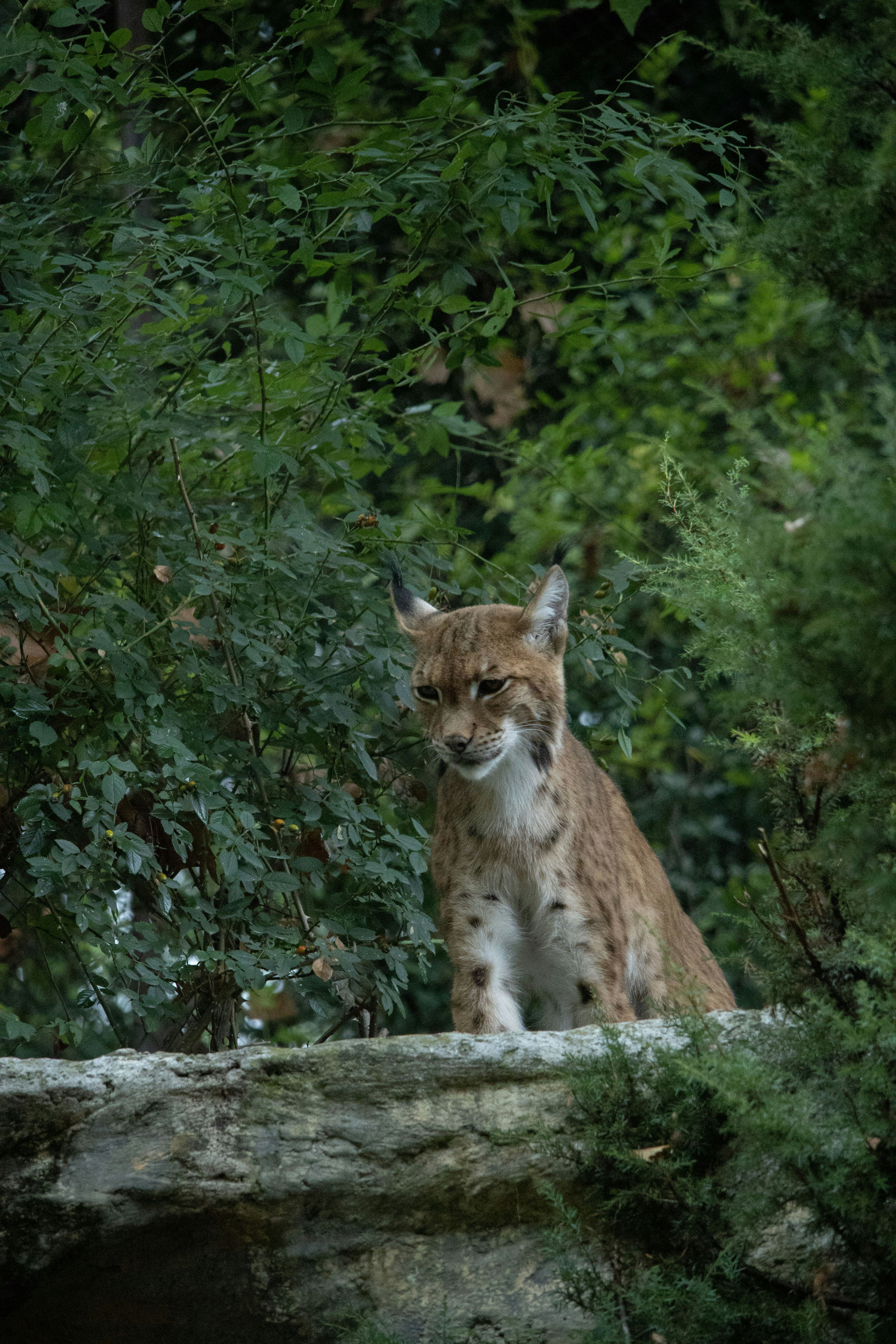a cat sitting on top of a rock next to trees
