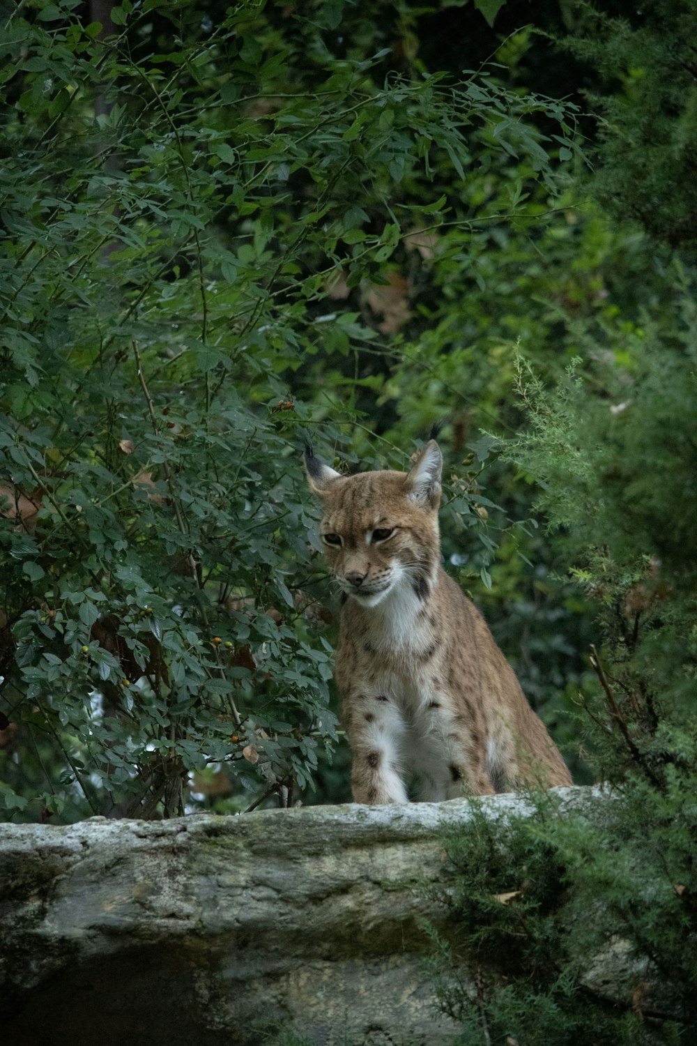 a cat sitting on top of a rock next to trees