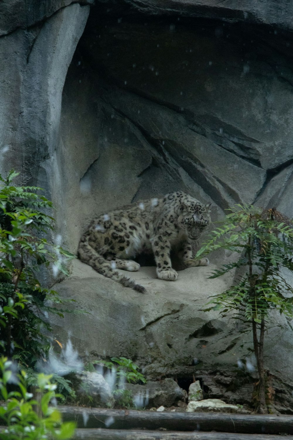 a snow leopard sitting on top of a rock