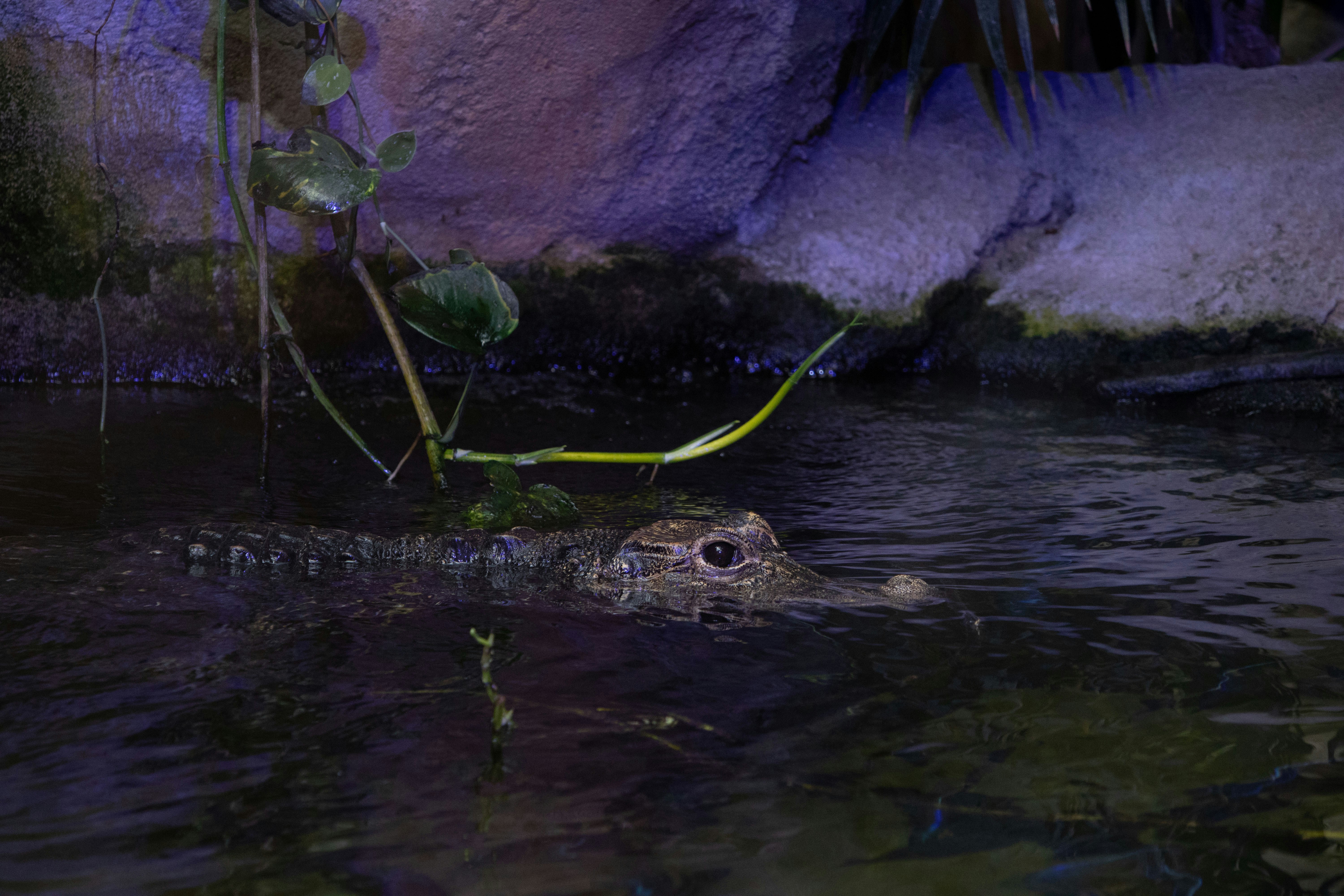 a large alligator swimming in a body of water