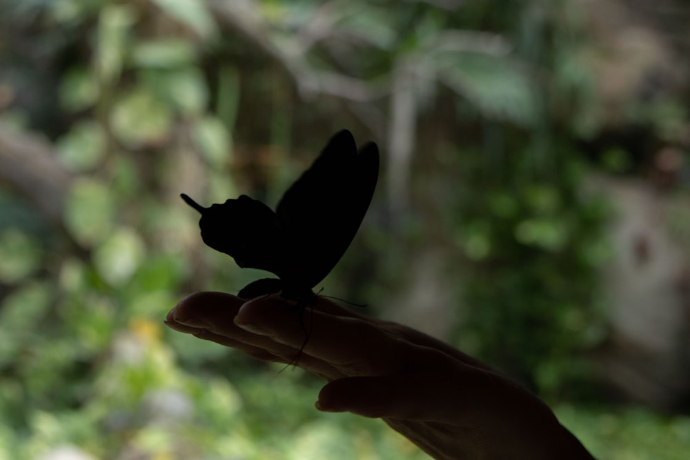 a person holding a small black butterfly in their hand