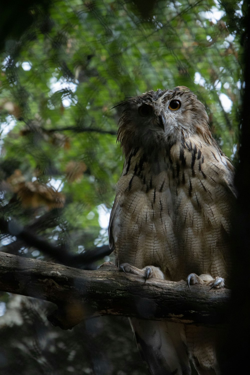 an owl is sitting on a tree branch