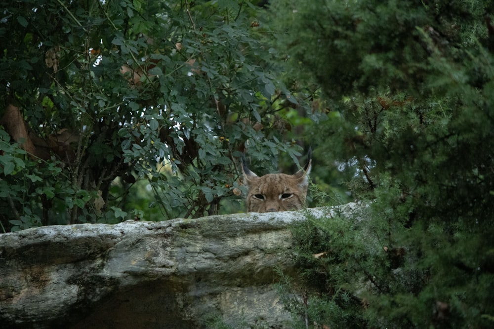 a cat peeking out from behind some trees