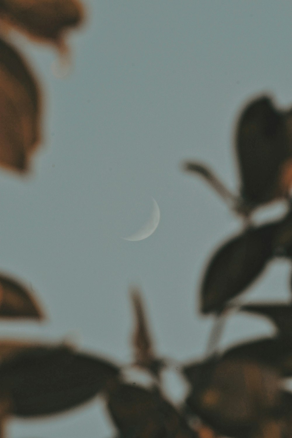 the moon is seen through the leaves of a tree