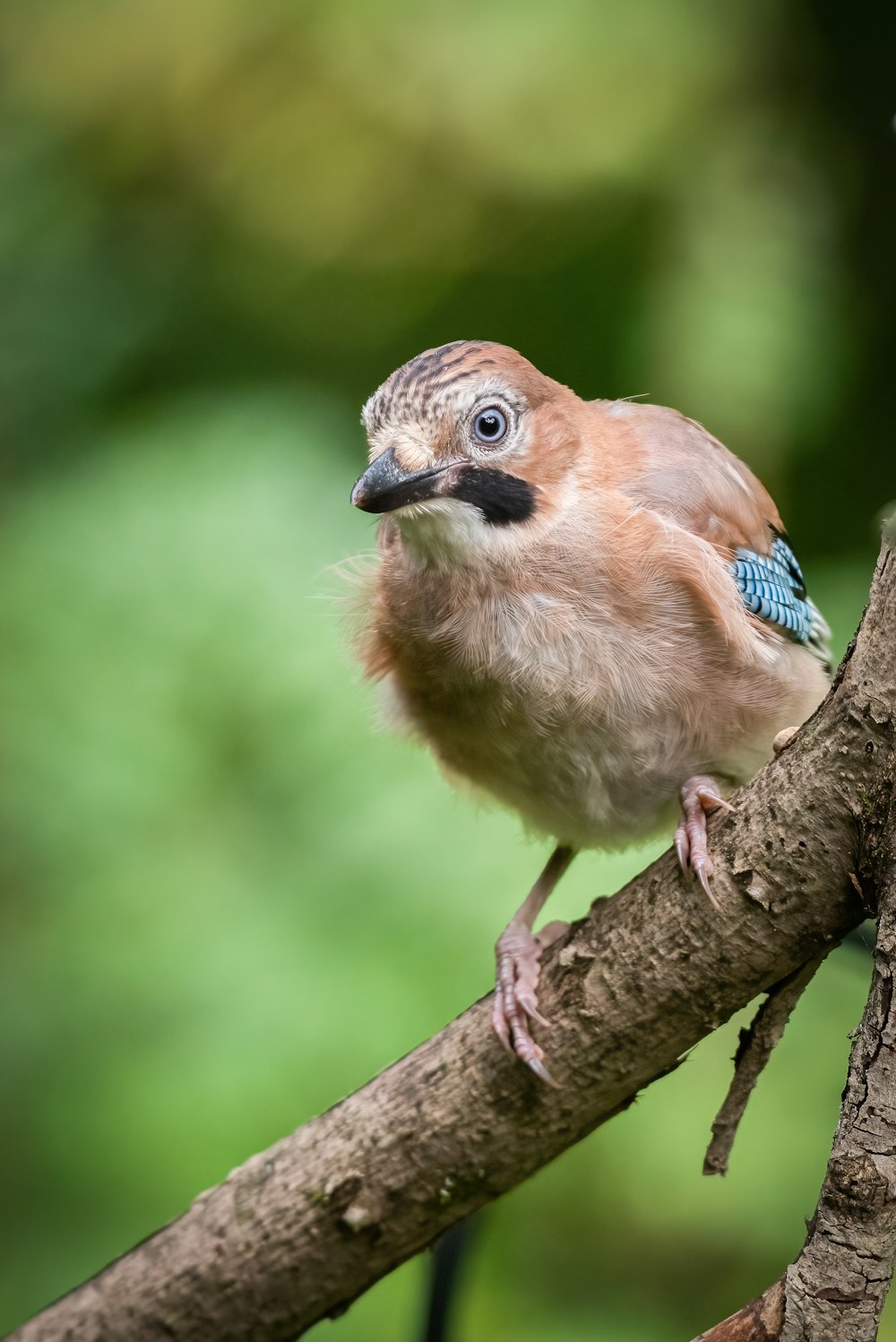 a small bird perched on a tree branch