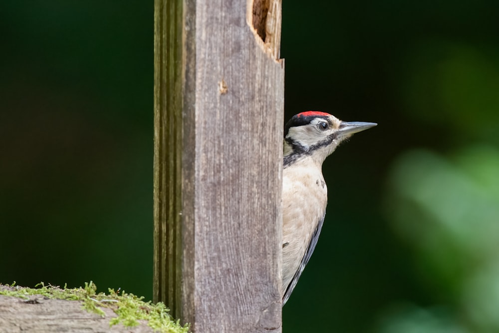 a woodpecker peeks its head out of a birdhouse