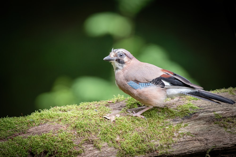 a bird is sitting on a tree branch