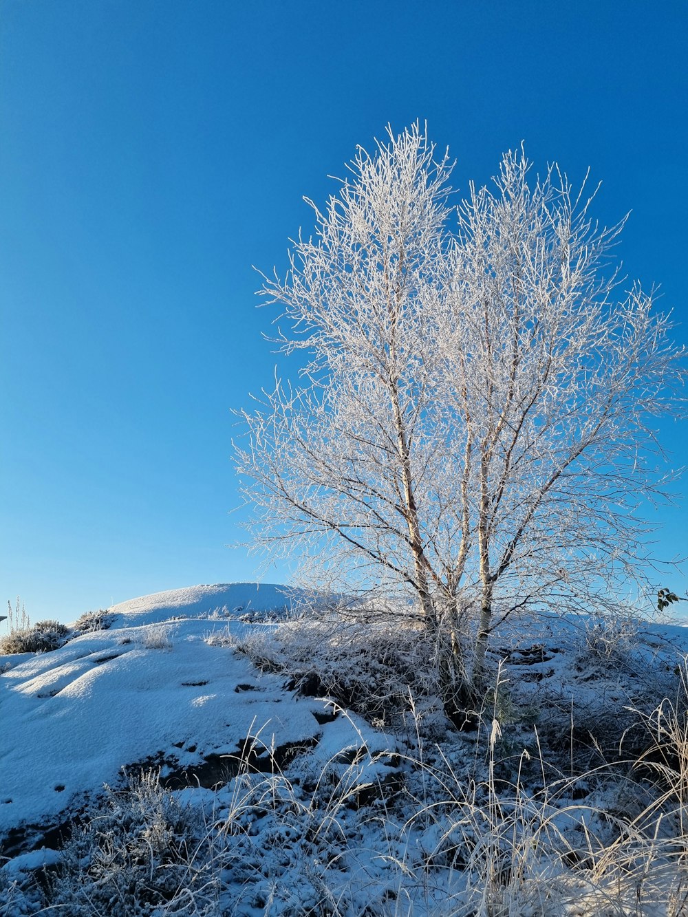 a lone tree on a snowy hill with a blue sky in the background