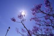 a tree with purple flowers in front of a blue sky