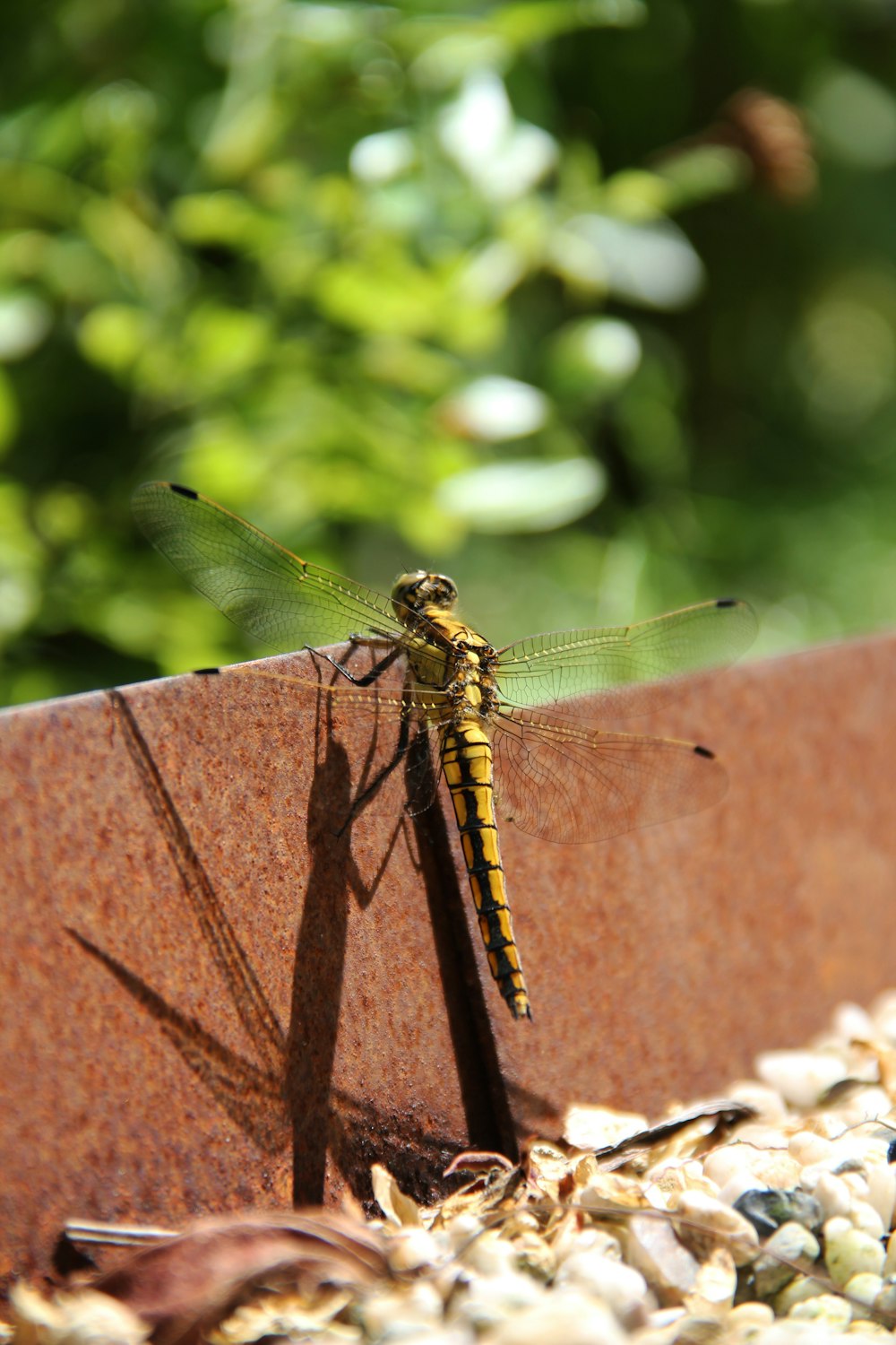 a dragonfly sitting on top of a metal object
