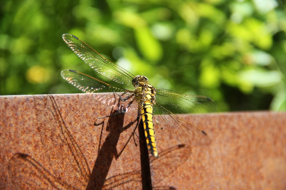 a yellow dragonfly sitting on top of a metal bowl