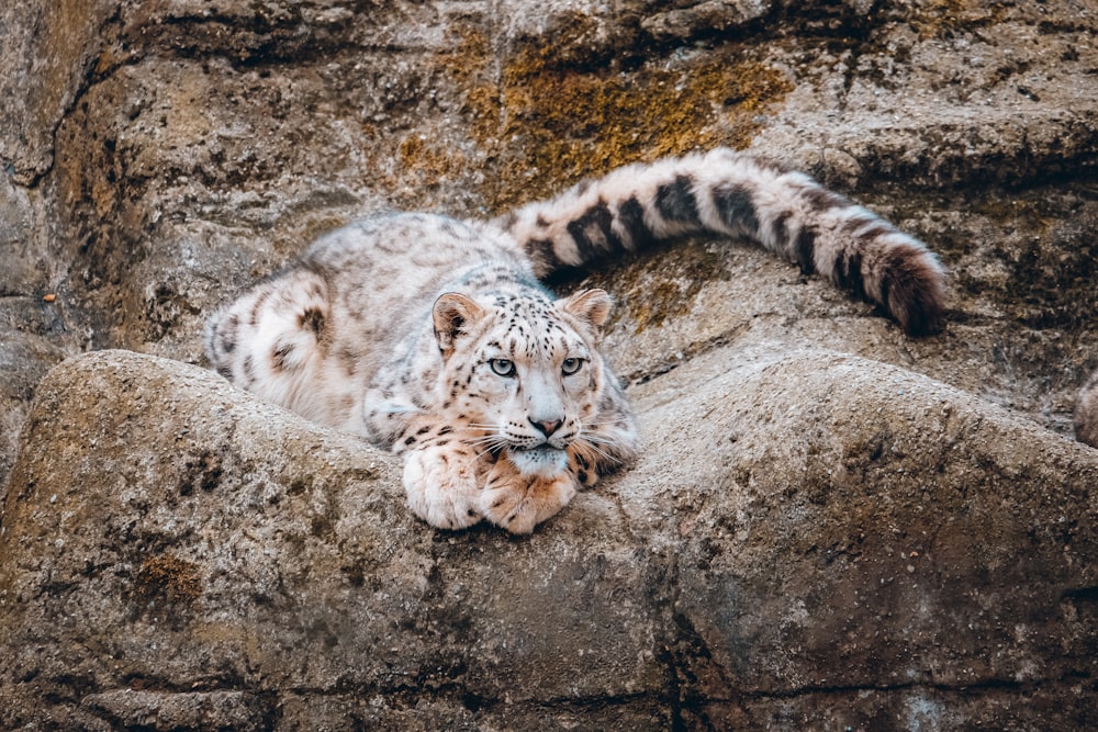 a snow leopard laying on top of a rock