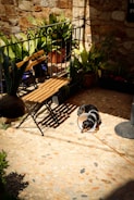 A small dog with a cone around its neck rests on a sunlit stone patio. Nearby, a wooden bench faces a black wrought-iron railing adorned with potted plants featuring large green leaves. The scene is warmly lit by the afternoon sun, casting distinct shadows.