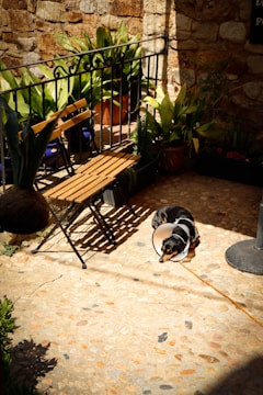 A small dog with a cone around its neck rests on a sunlit stone patio. Nearby, a wooden bench faces a black wrought-iron railing adorned with potted plants featuring large green leaves. The scene is warmly lit by the afternoon sun, casting distinct shadows.
