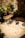 A small dog with a cone around its neck rests on a sunlit stone patio. Nearby, a wooden bench faces a black wrought-iron railing adorned with potted plants featuring large green leaves. The scene is warmly lit by the afternoon sun, casting distinct shadows.