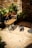 A small dog with a cone around its neck rests on a sunlit stone patio. Nearby, a wooden bench faces a black wrought-iron railing adorned with potted plants featuring large green leaves. The scene is warmly lit by the afternoon sun, casting distinct shadows.