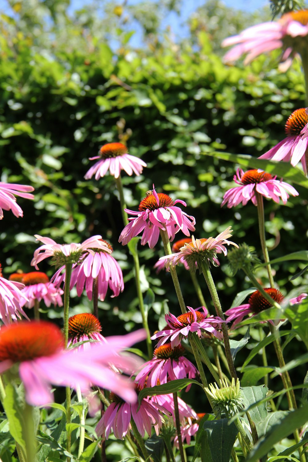 a field full of pink flowers with a blue sky in the background