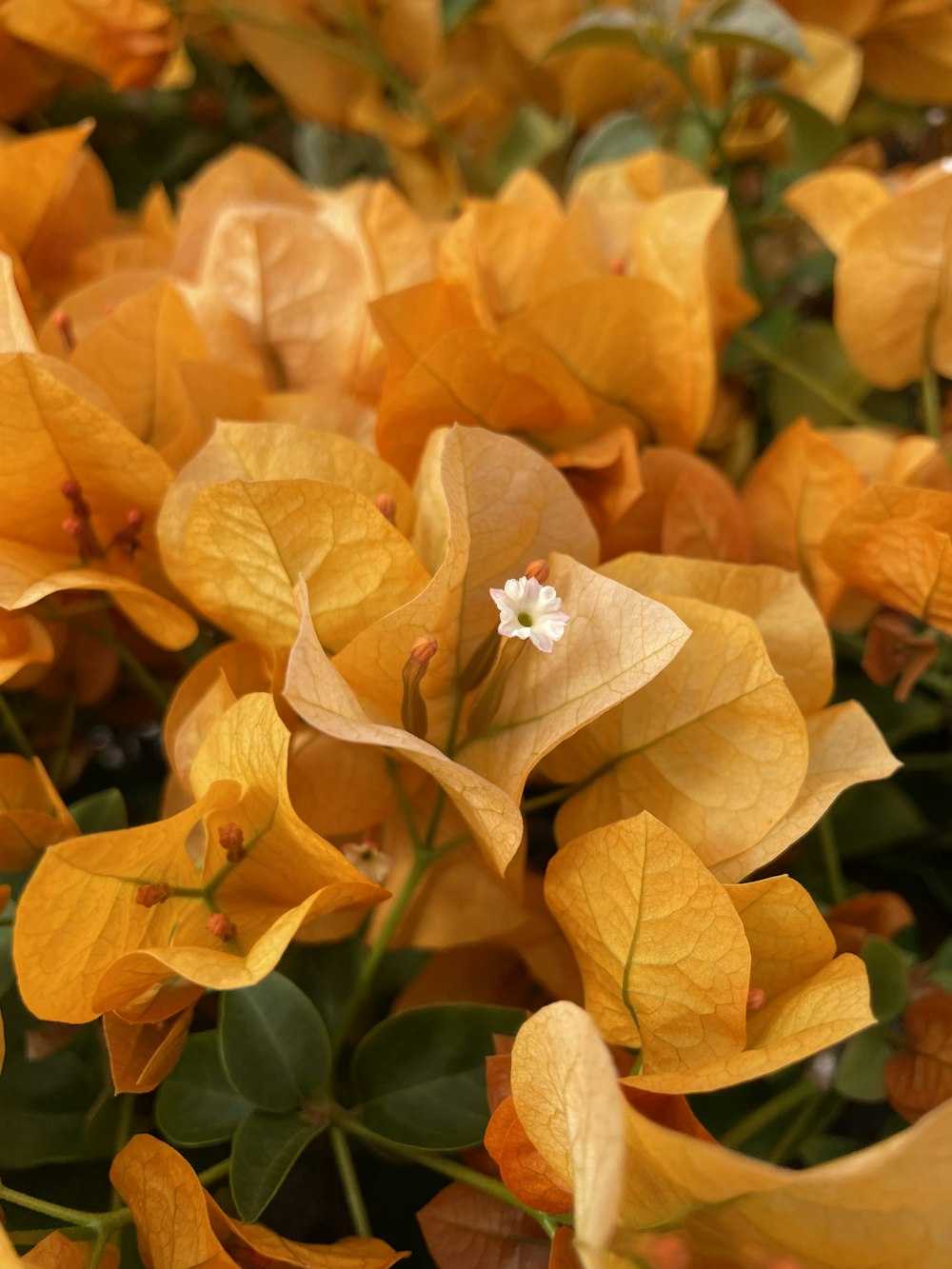 a close up of a bunch of yellow flowers