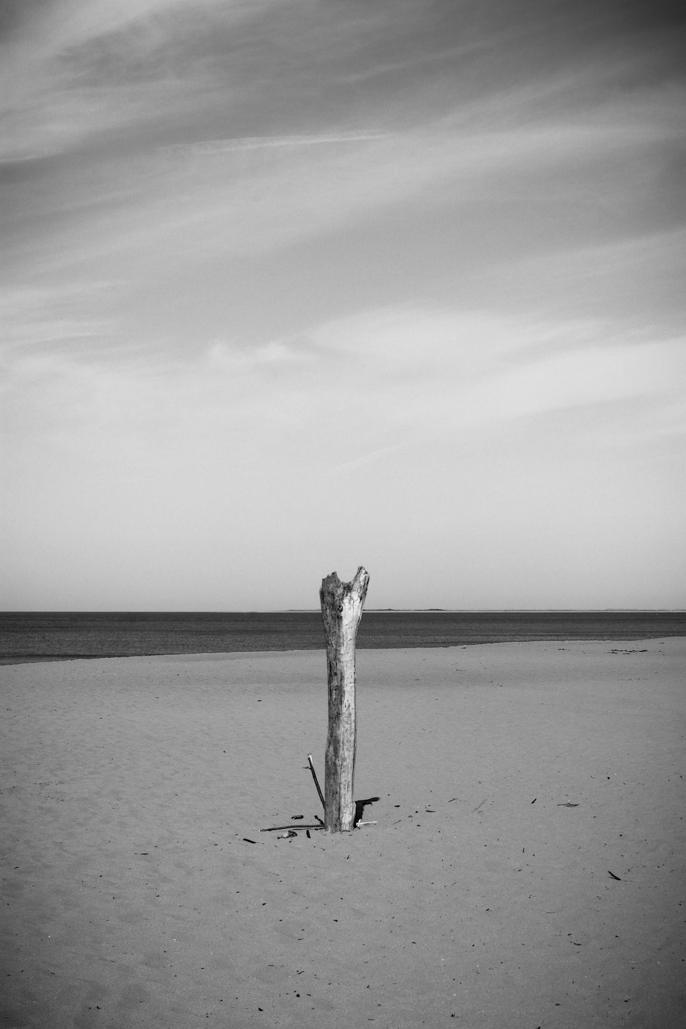 a black and white photo of a tree stump on a beach