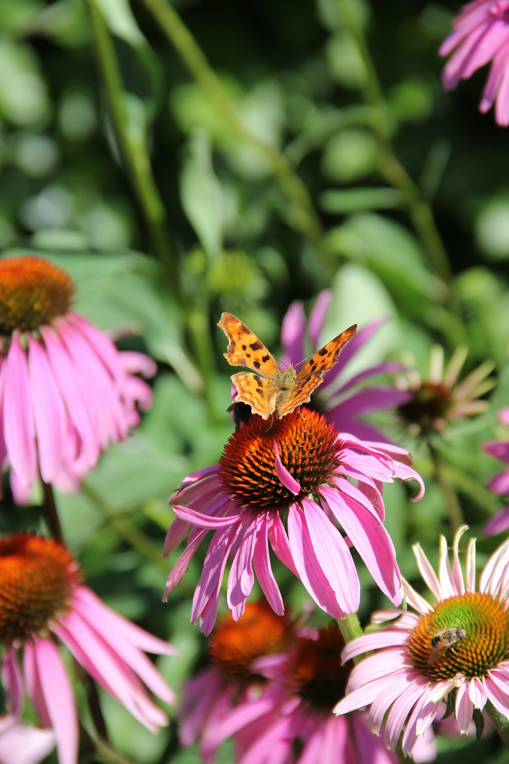 a butterfly sitting on top of a purple flower