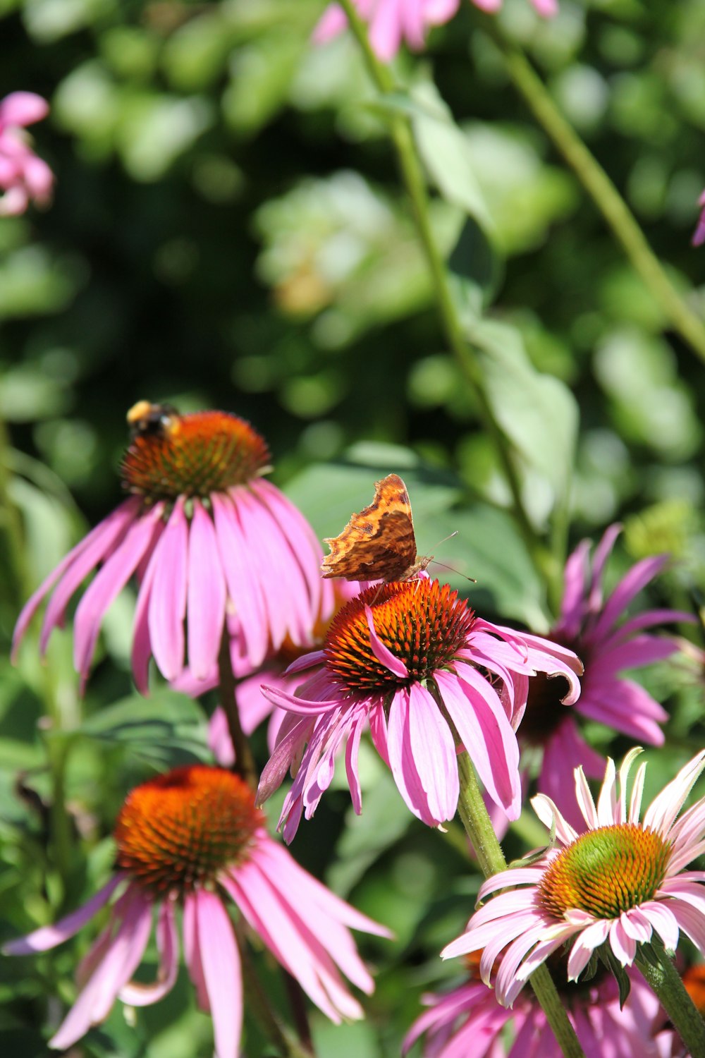 a butterfly is sitting on a pink flower