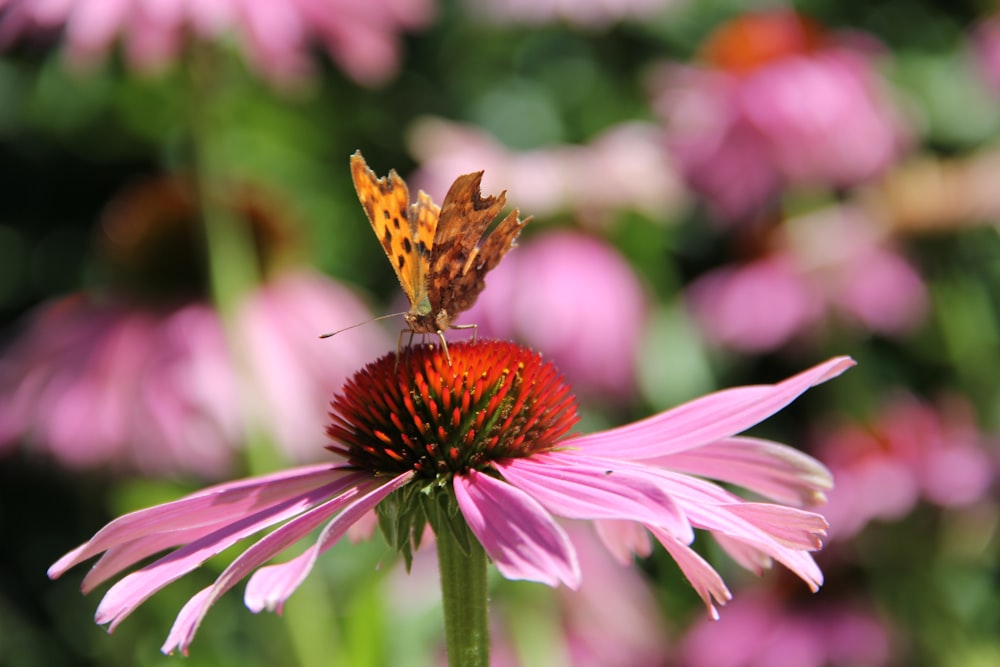 uma borboleta sentada em cima de uma flor rosa