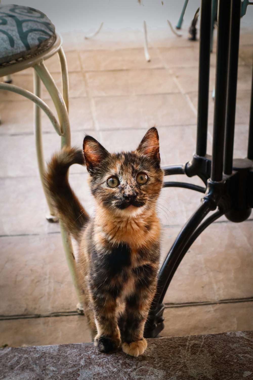 a cat standing on the ground next to a chair