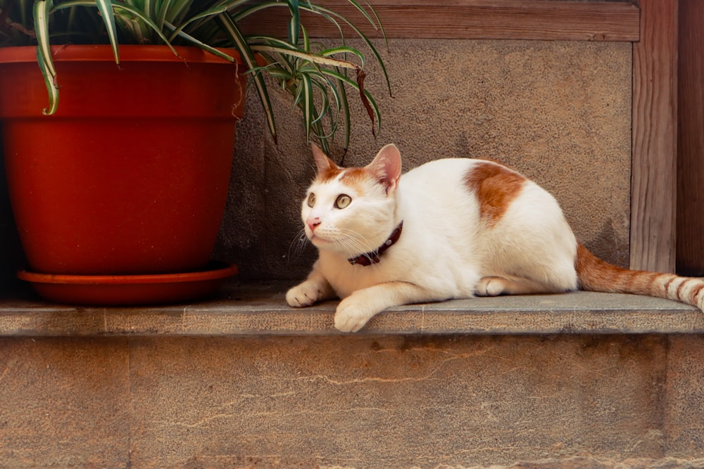 a cat sitting on a ledge next to a potted plant