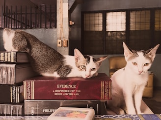 Two cats are resting on top of stacked books, with a focus on one cat lying on a red book titled 'Evidence.' The background includes a gridded window and a beige chair.