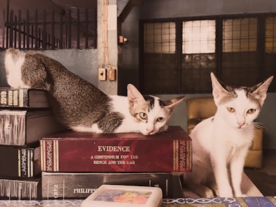 Two cats are resting on top of stacked books, with a focus on one cat lying on a red book titled 'Evidence.' The background includes a gridded window and a beige chair.