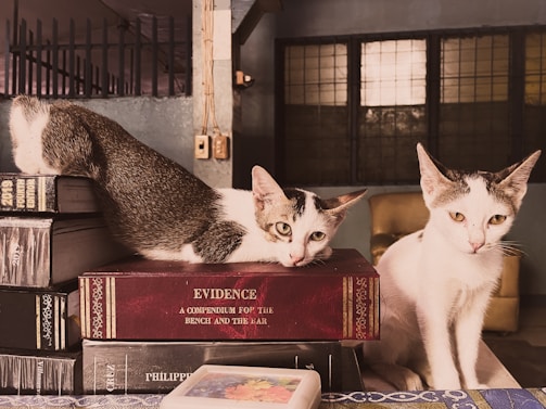 Two cats are resting on top of stacked books, with a focus on one cat lying on a red book titled 'Evidence.' The background includes a gridded window and a beige chair.