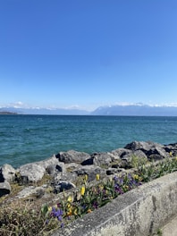 A tranquil lakeside scene features clear blue water under a bright sky, with distant snow-capped mountains on the horizon. In the foreground, a variety of colorful flowers grow near large rocks along the water's edge.