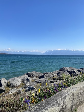 A tranquil lakeside scene features clear blue water under a bright sky, with distant snow-capped mountains on the horizon. In the foreground, a variety of colorful flowers grow near large rocks along the water's edge.