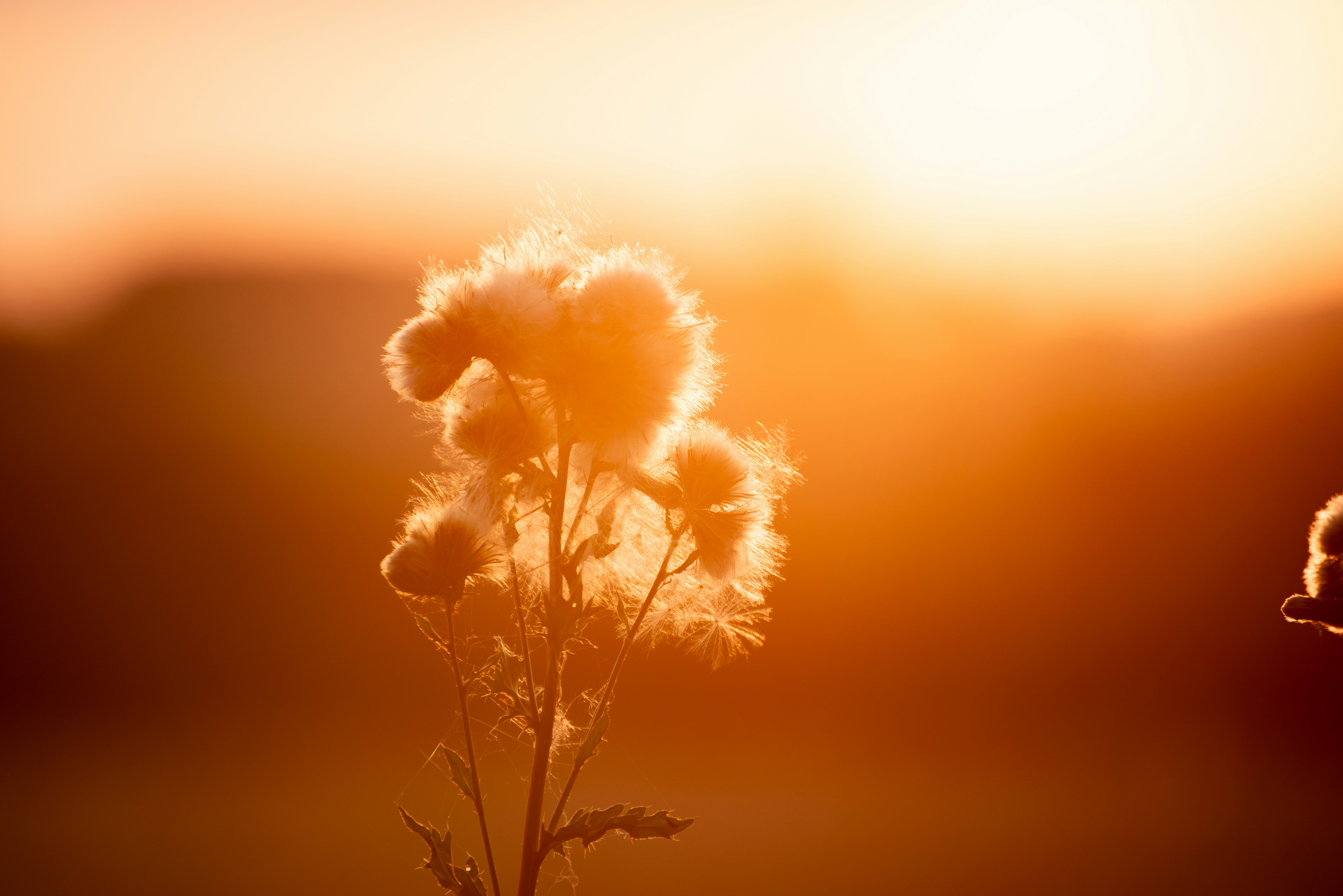 a close up of a flower with the sun in the background