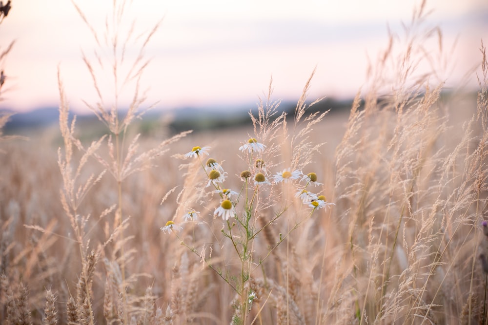 a field of tall grass with flowers in the foreground