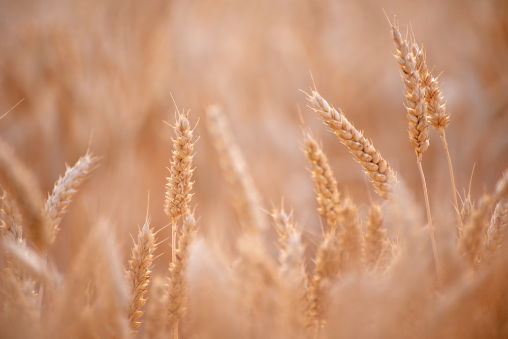 a close up of a bunch of wheat in a field