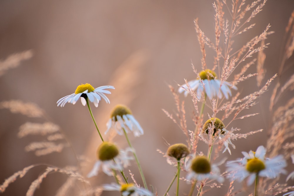 a close up of a bunch of wild flowers