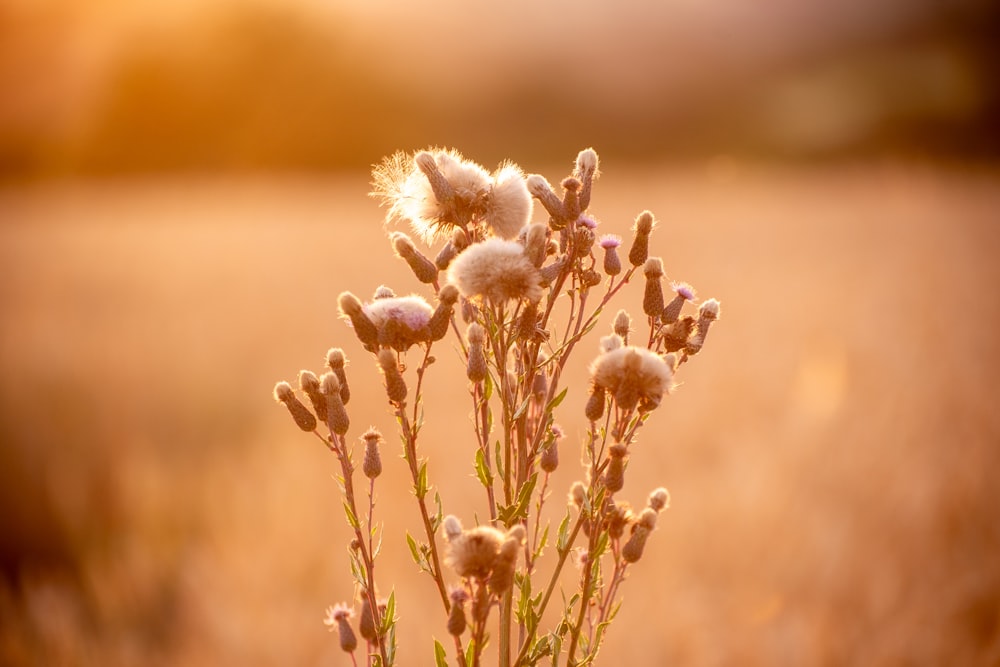 a close up of a plant in a field