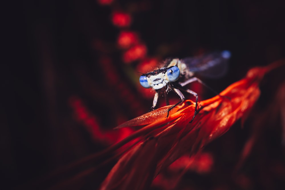 a blue and black insect sitting on top of a red flower