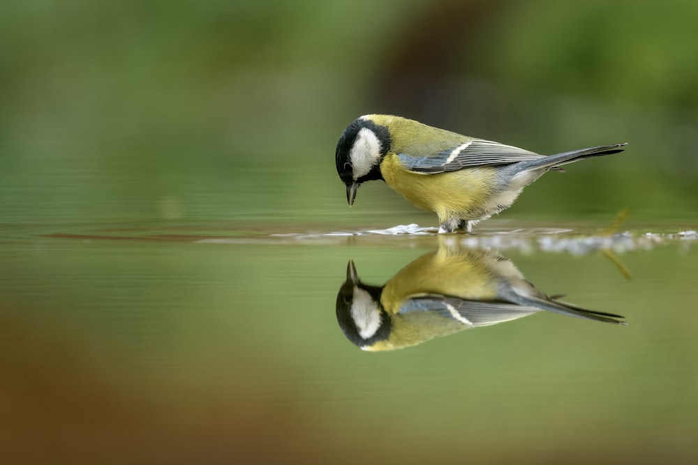 a yellow and black bird sitting on top of a body of water