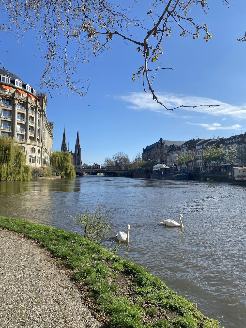 a couple of swans swimming in a river