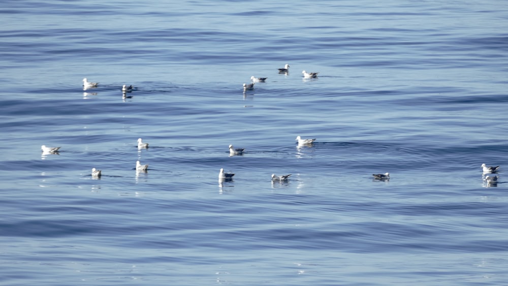 ein Vogelschwarm, der auf einem Gewässer schwimmt