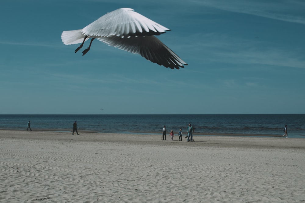 a large white bird flying over a sandy beach
