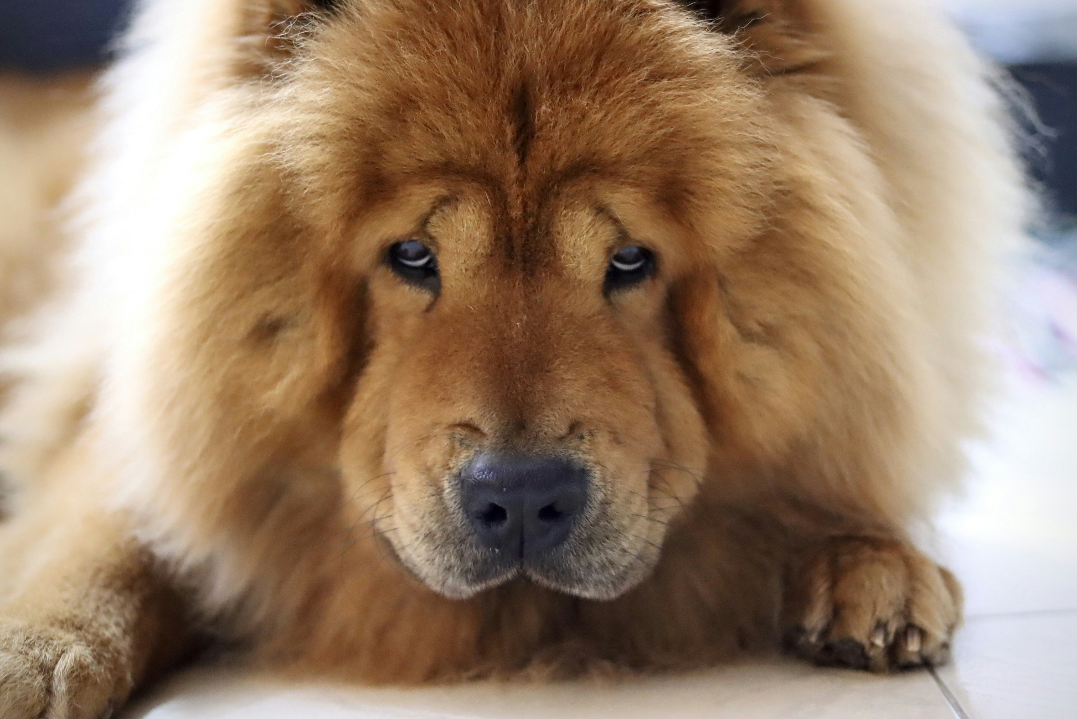 chow chow dog looking in the camera 