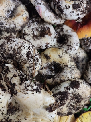 A close-up view of several dirt-covered mushrooms with varying sizes. The fungi display a mix of light, creamy colors and dark patches of soil, with some orange hints in the background.